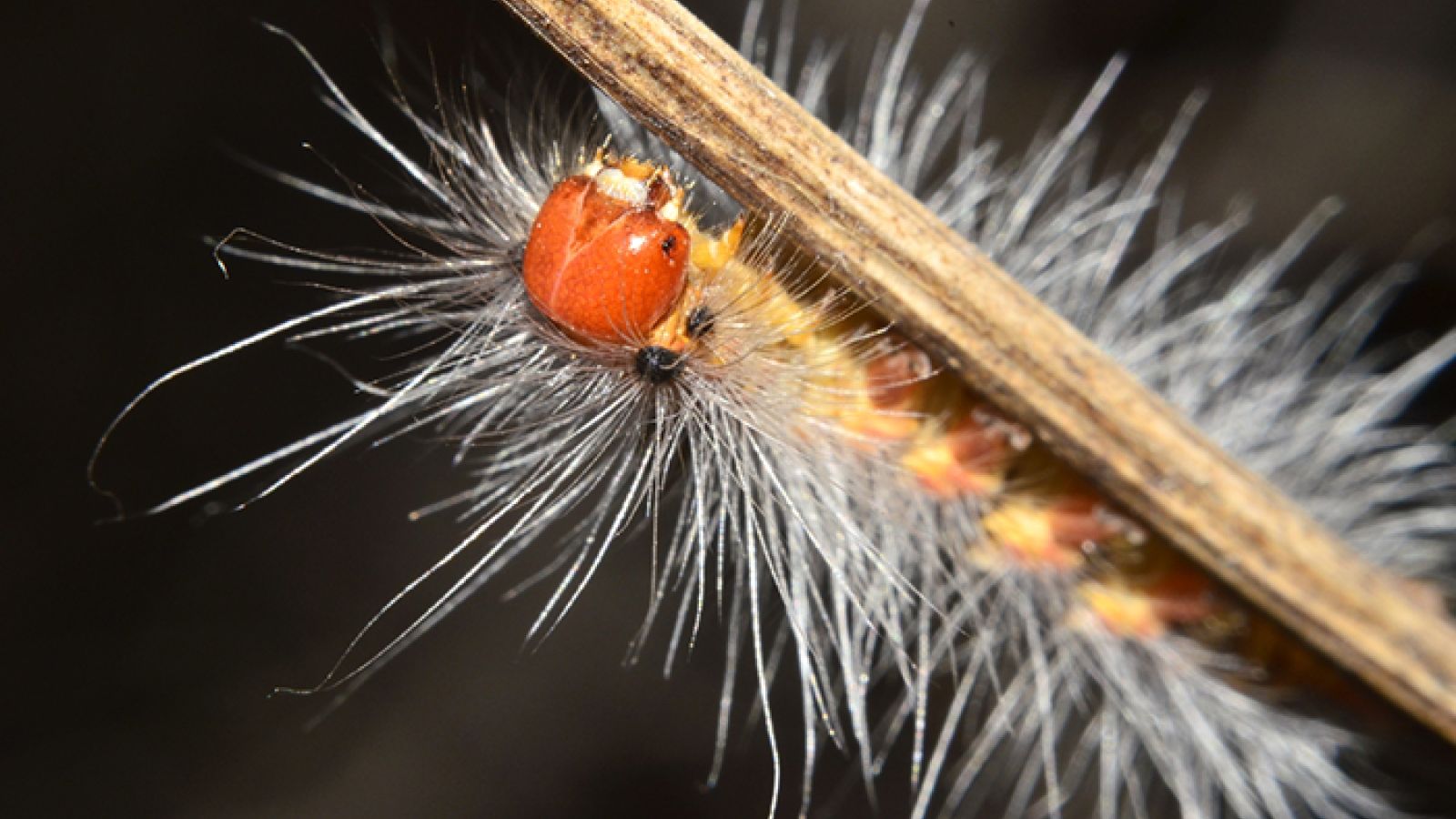 Gypsy moths force quarantine of container ships off LALong Beach Journal of Commerce